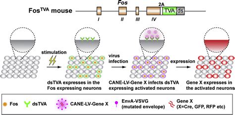 lv cane|cane neuronal ensemble.